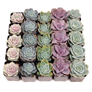 Echeveria Succulents (25 pcs) 5 Unique Types - Live Bulk Succulents in 2