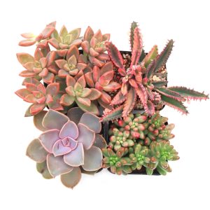 Pink Succulent Pack (4-12 pcs) - Live Pink Succulent Plants in 2