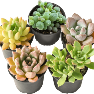 Assorted Succulent Plant Pack Bulk Collection - 5 Pack of 2in Live Mini Succulent Plants, Low Maintenance, Mixture of Colors & Textures - Wedding and Party Favors, Gift & Garden