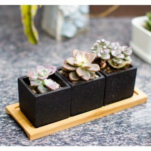 Planter Pots 2.5 inch Decorative Cement Pottery Cactus Flower Pot with Tray Set of 3pcs Black Square Succulent