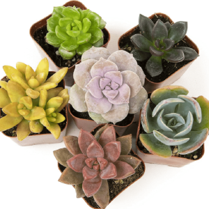 seeds Live Succulent (2" Succulents Plants Live (6Pack)), Succulents Plants Live, Succulent Plants Fully Rooted, Rare House Plant for Home Office Decoration outdoor Flowers Plants Horticulture Nature