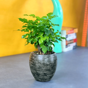 Plant Potted Indoor Flower Bonsai Office Desktop Green Plants Flower Potted Plants