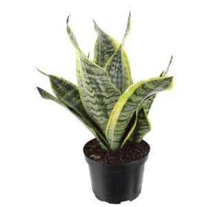 Christmas gift Snake Plant ?C 14-inch Variegated Green Foliage, Air-Purifying, Low-Maintenance ?C Ships in 6-inch Pot, Ideal for Medium Indirect Light