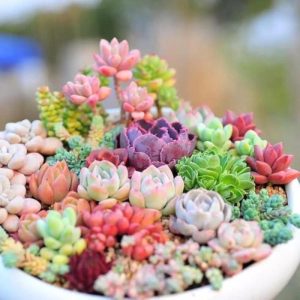 Succulent Seeds Live Succulent Rainbow Fully Rooted in Pots with Soil Mix Succulents Plants Live Rare House Plant for Home Office Wedding Indoor Outdoor Decoration DIY Projects by The Succulent Cult