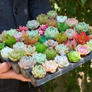 Live Succulent Plants, 10 pcs Assorted Real Succulents Potted with Soil Mix, for Rare Small Indoor House Plants for Home Garden Wedding Decor Party Favor