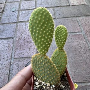 Live Cactus Plant, Rooted Succulents in 2 in pot, "Bunny Ears", Fully Rooted, 2 plants in a pot