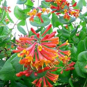 Climbing Plants-Citrus Plants, Aromatic Plants Vines, Honeysuckle Shrubs, Can Be Planted in 2.5-Inch Pots