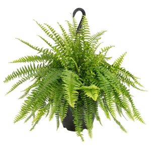 Live 16-inch Tall, Clean Air Green Boston Fern, Bright Indirect Sunlight, Indoor House or Office Floor Plant, in 10-inch Nursery pot