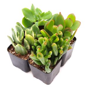 Jade Succulent Pack (4-12 pcs) - Live Jade Plants in 2