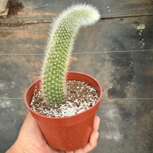 Monkey Tail Cactus Live Cactus Living succulent - 4 inch pot Rare Cactus