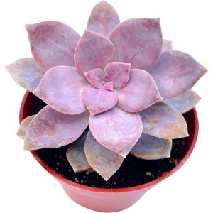 Succulent Seeds 1000 Live Succulent Rainbow Fully Rooted in Pots with Soil Mix, Succulents Plants Live, Rare House Plant for Home Office Wedding Indoor Outdoor Decoration, DIY Projects by The Succulent Cult