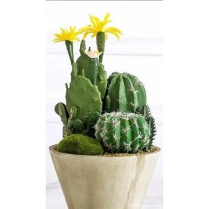 50 Cactus Heirlooms Non-GMO Can be potted under windows, in studies, in gardens mostly used in rock gardens, greenhouses specialty gardens Cactus