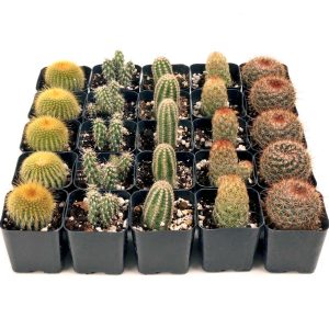 Cactus Bulk Pack (25 pcs) 5 Unique Types - Live Bulk Cacti in 2