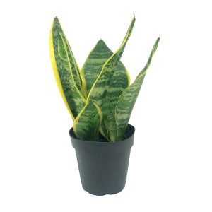 Live Snake Plant, Sansevieria trifasciata Superba, Fully Rooted Indoor House Plant in Pot, Mother in Law Tongue Sansevieria Plant, Potted Succulent Plant