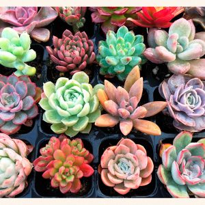 Easy Cultivating High germination rate (8 Pack)Succulent Plants, Assorted Succulents Unique Potted House Plants for DIY, Floral Shaped Mix of Colors & Textures for Home Decor Party Favor Gift