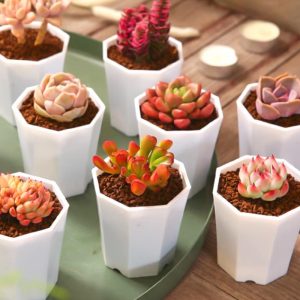 (8 Pack)Succulent Plants , Assorted Succulents Unique Potted House Plants for DIY, Floral Shaped Mix of Colors & Textures for Home Decor Party Favor Gift