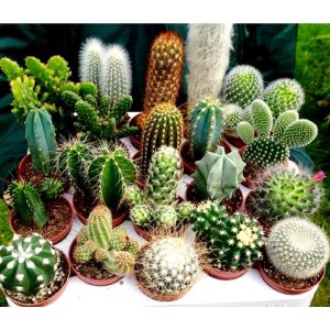 50 cactus mixed planting plants, home cultivation of cacti should choose to put on a sunny window sill, and choose to turn over a good neutral, slightly alkaline pyloric bavo sandy soil is preferred