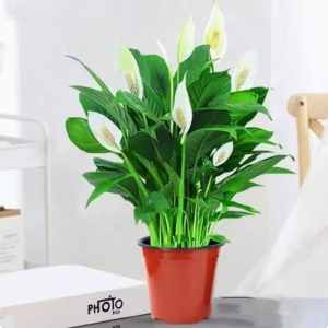 Easy Cultivating High germination rate Peace Lily Plant-Friendship Foliage's Family Farm Grown Quality Live Indoor Spathiphyllum Flower Pot For Home, Office and Living Room