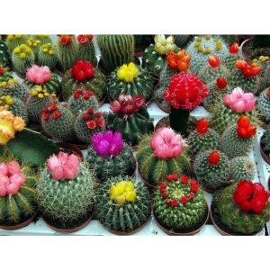 50 Cactus Variety Mix - Succulents for Planting - GMO Free