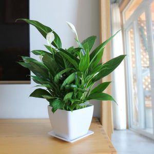 Peace Lily Plant-Friendship Foliage's Family Farm Grown Quality Live Indoor Spathiphyllum Flower Pot For Home, Office and Living Room