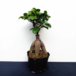 Easy Cultivating High germination rate New Mini Ficus Elastica Bonsai Tree Office Desktop Green Plant Easy Care Air Purifying Indoor Decor Natural Ecosystem Desk Ornament Unique Home Decorations