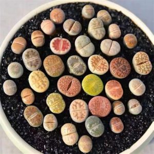 High germination rate Large Mix Lithops Succulents Plants Live Bulks, Pack 20 Corlorful Living Stones Lithops Live Plants, Beautiful Lithops Living Stones, Large Lithop Succulents Cactus