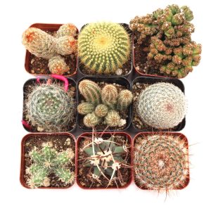 Cactus Pack (4-9 pcs) - Live Cactus Plants in 2